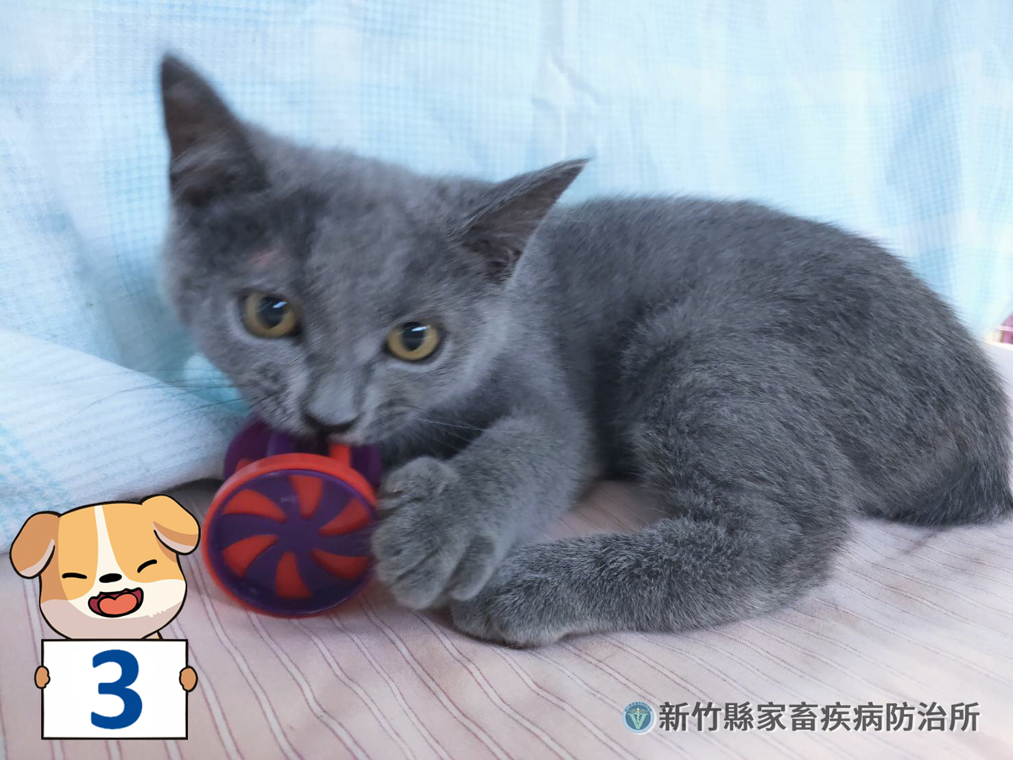 新竹縣家畜疾病防治所幫16隻布偶貓、英短找新家，將在7月26日以公開抽籤方式決定認養人。（翻攝自新竹縣動物保護教育園區臉書）