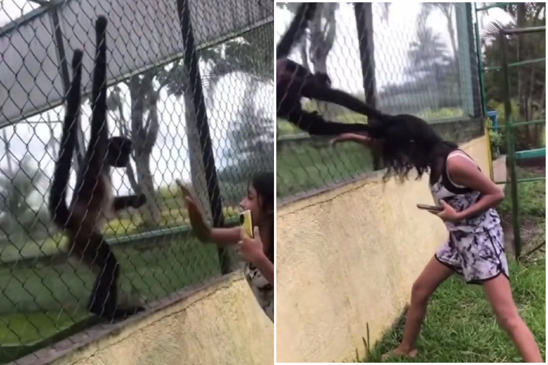 蘿莉惡質挑釁蜘蛛猴，慘被狠拉頭髮硬掀頭皮！驚悚影片曝光。（翻自《太陽報》）