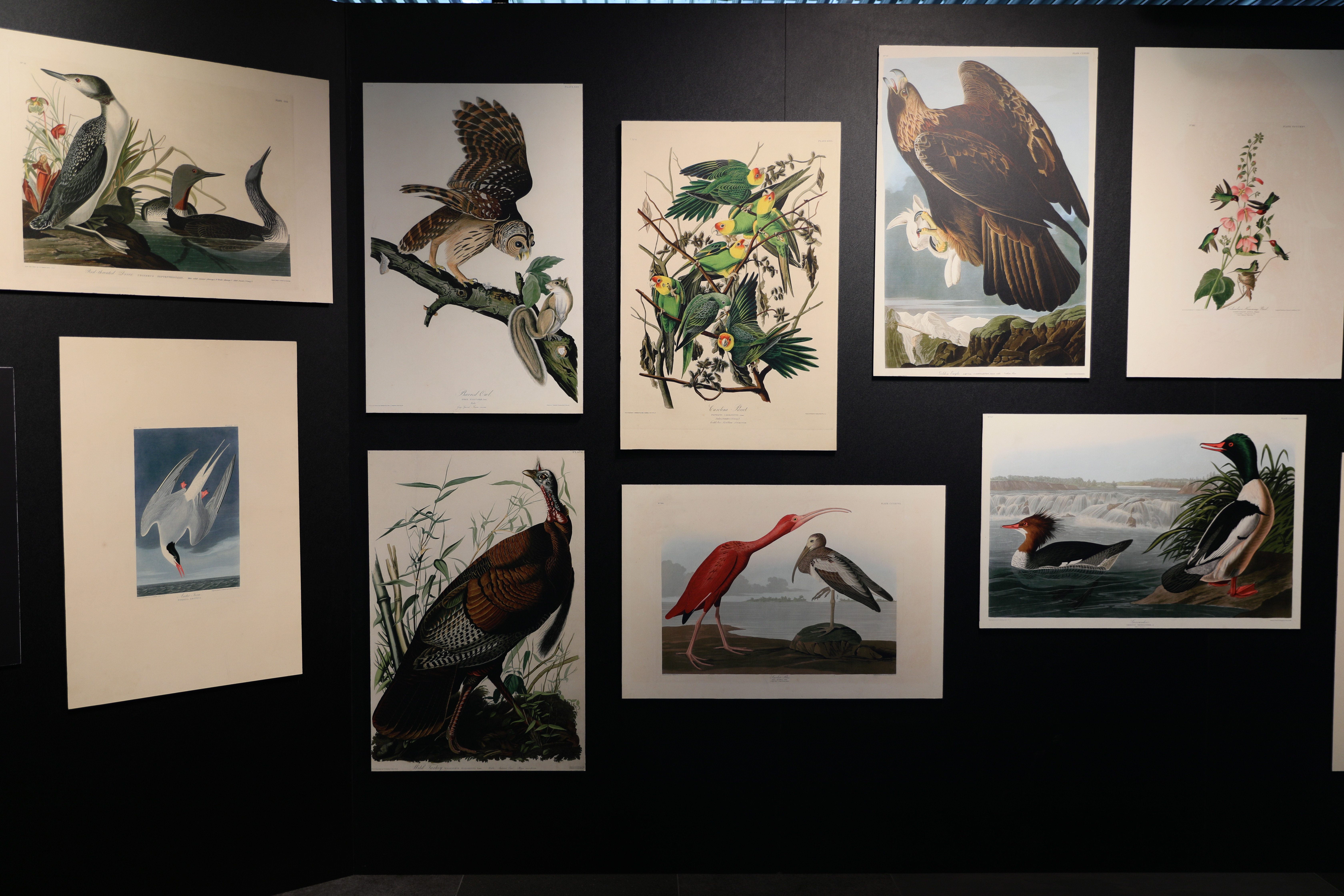 6樓藝廊空間展覽《繪自然》展出鳥類學家、畫家約翰詹姆士奧杜邦（James John Audubon）古老的鳥類圖鑑畫作《美國鳥類》。