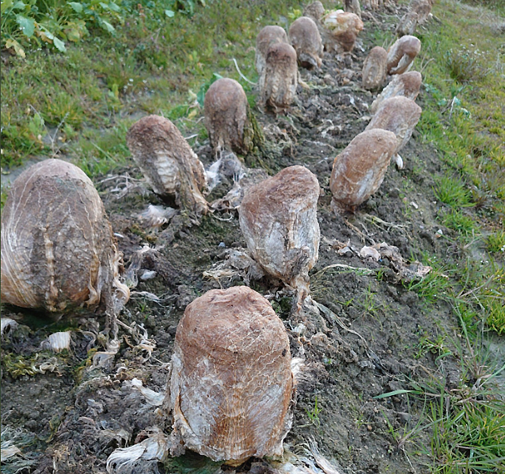 日本一名網友分享一組疑似「異形蛋」照片，引爆全網熱議。（翻攝  推特@dAiTaI0524）