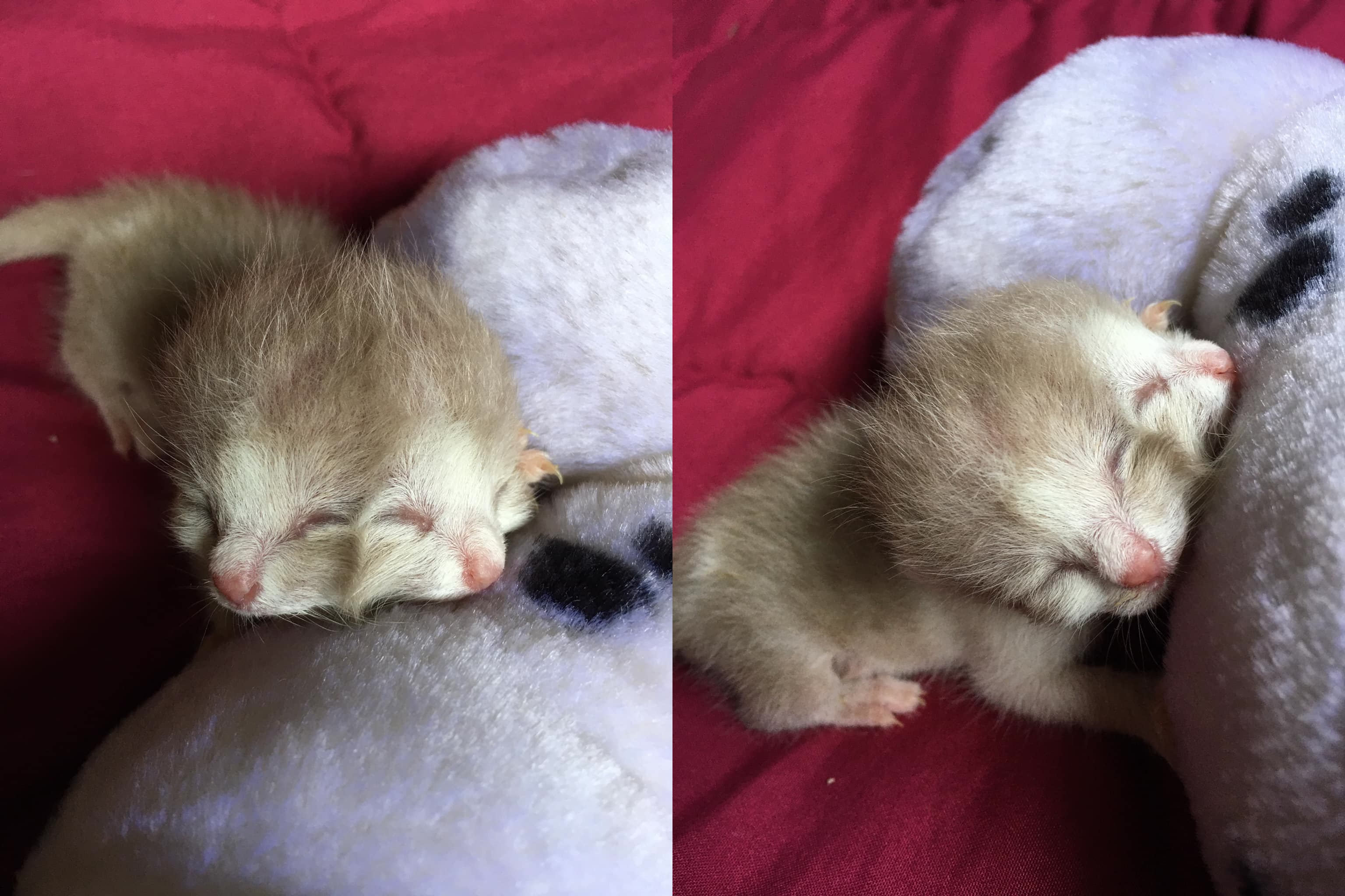 泰國北部日前有一隻「雙面貓」出生,但僅活了4天就離開人世。(翻攝Maya New臉書)