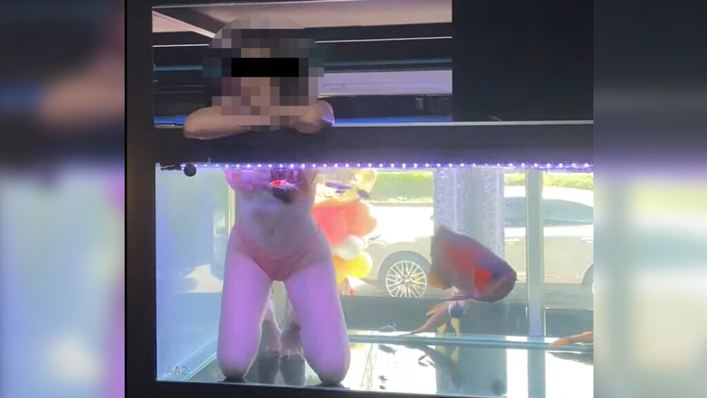 放開無辜的魚！水族箱驚見「色色美人魚」，滿滿鹹溼味。（翻自臉書）