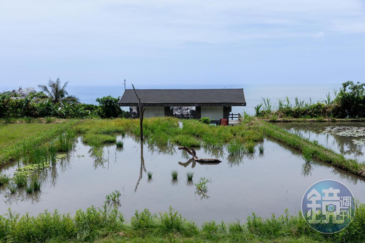 海梯田濕地傍海重生，讓原生動植物得以重返棲息。
