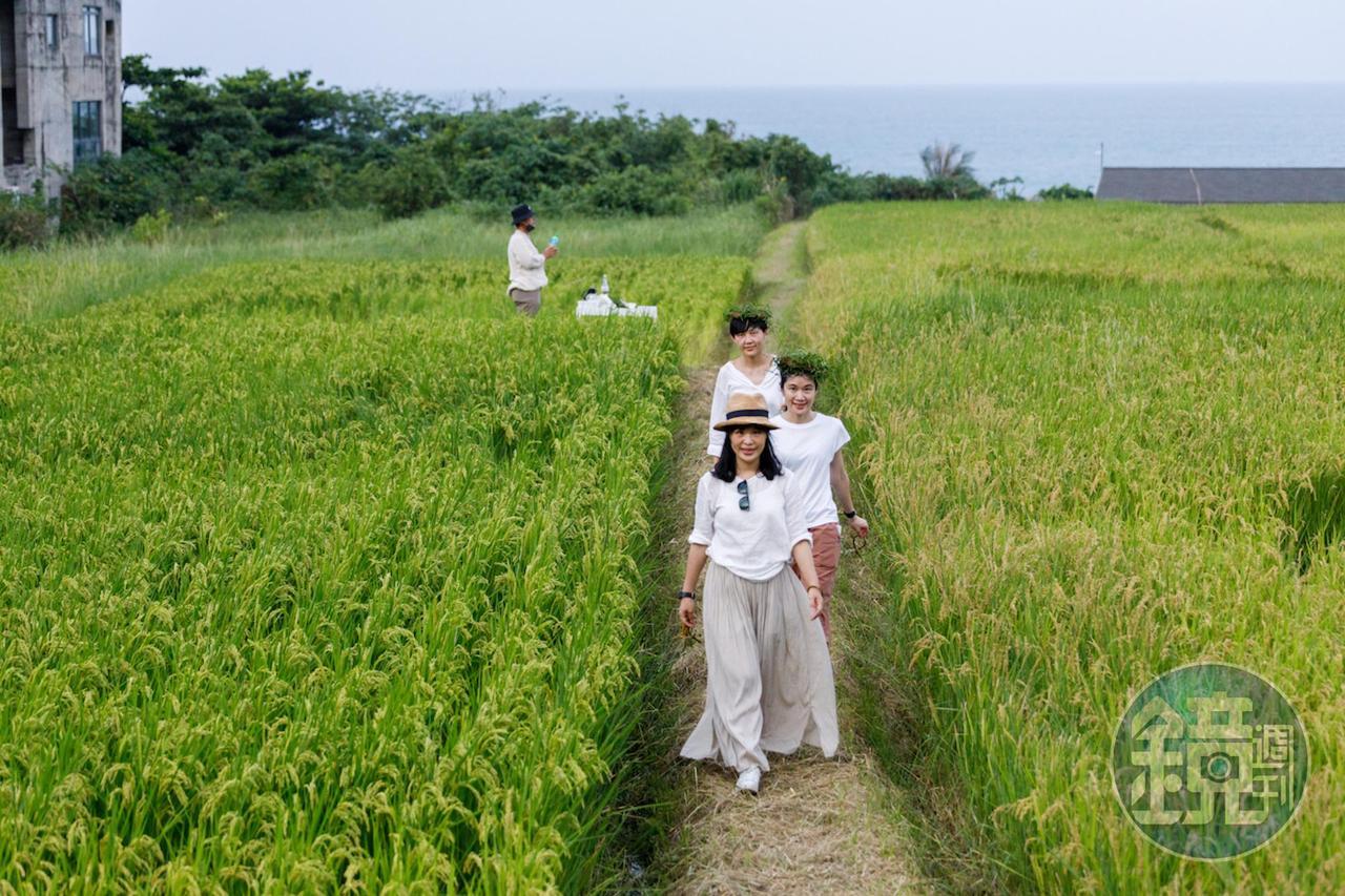 花蓮豐濱地區的海稻田，依傍著太平洋海岸，地景獨特，讓人印象深刻。