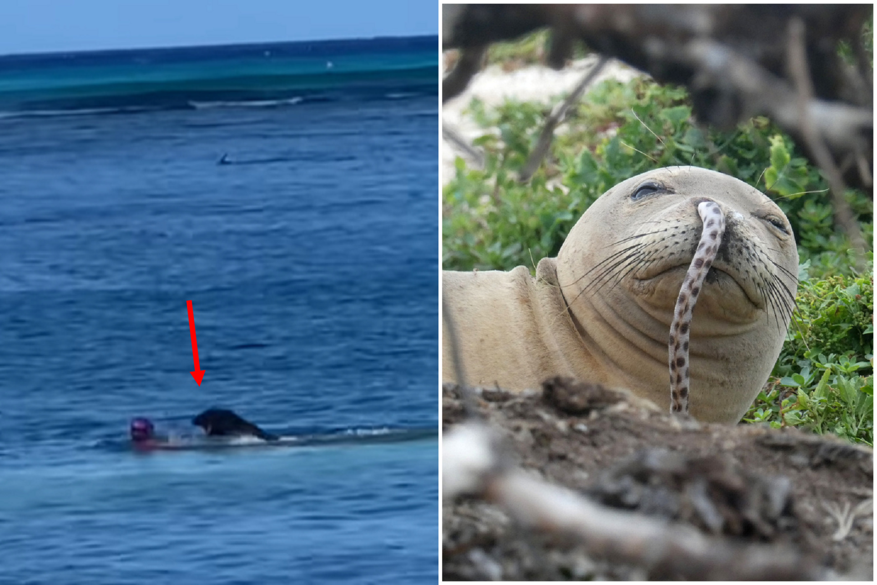 可愛僧海豹當媽超凶狠！白目女無視警示慘遭攻擊，震撼影片曝光。（翻自Star-Advertiser）