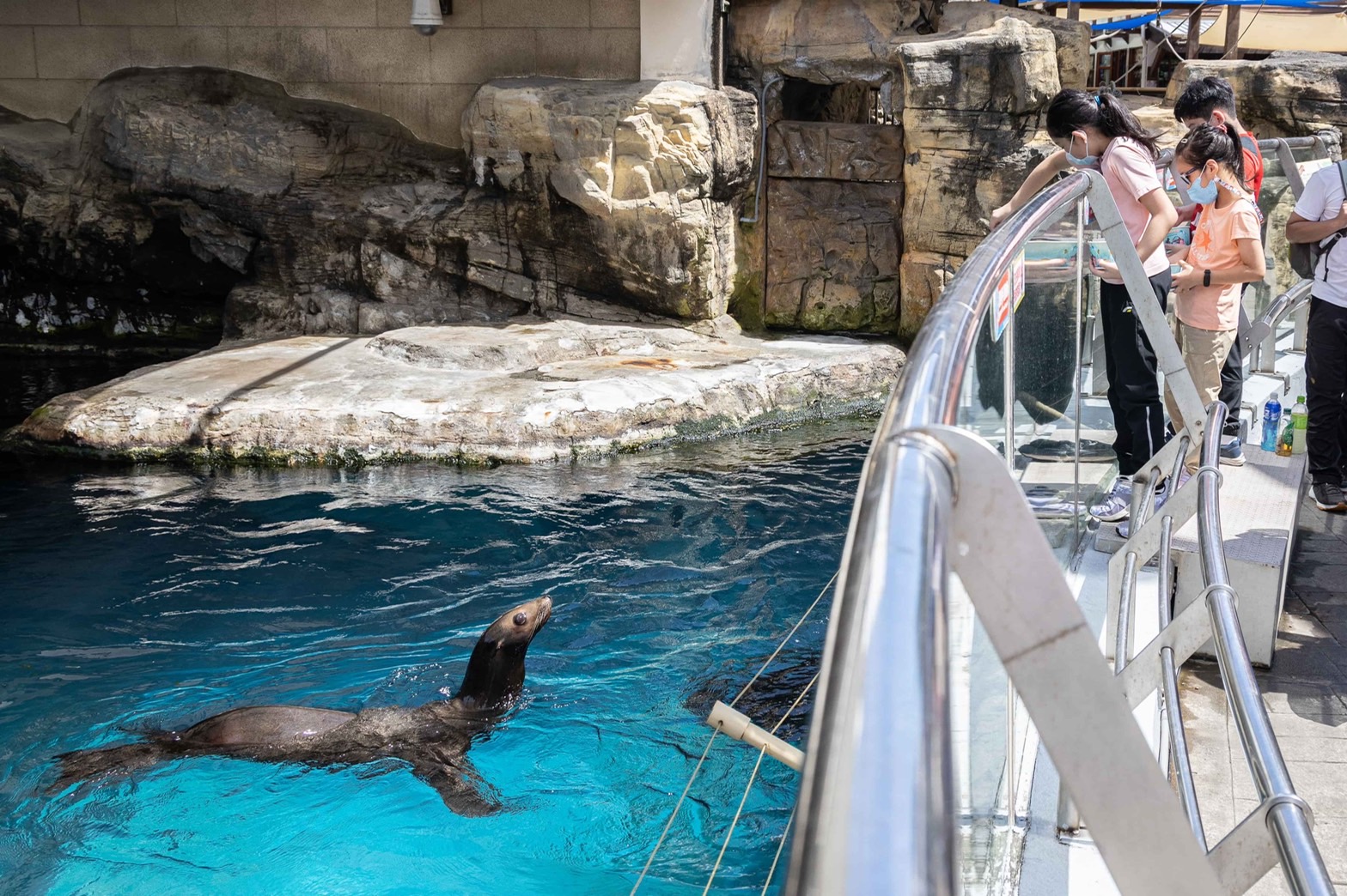「遠雄海洋公園」可說是互動性極高的遊樂園，遊客可以透過親自餵食，了解海豹的飲食習慣。