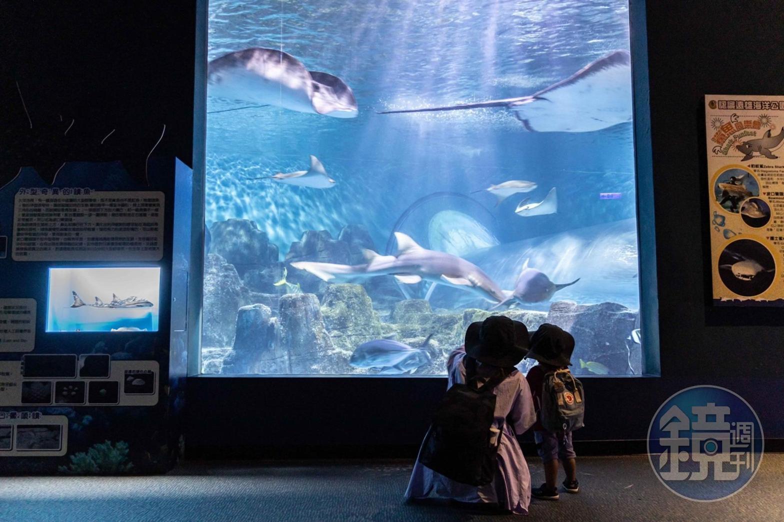 園區內的「探險島水族館」，能以超近距離觀賞魟魚的靦腆笑容。