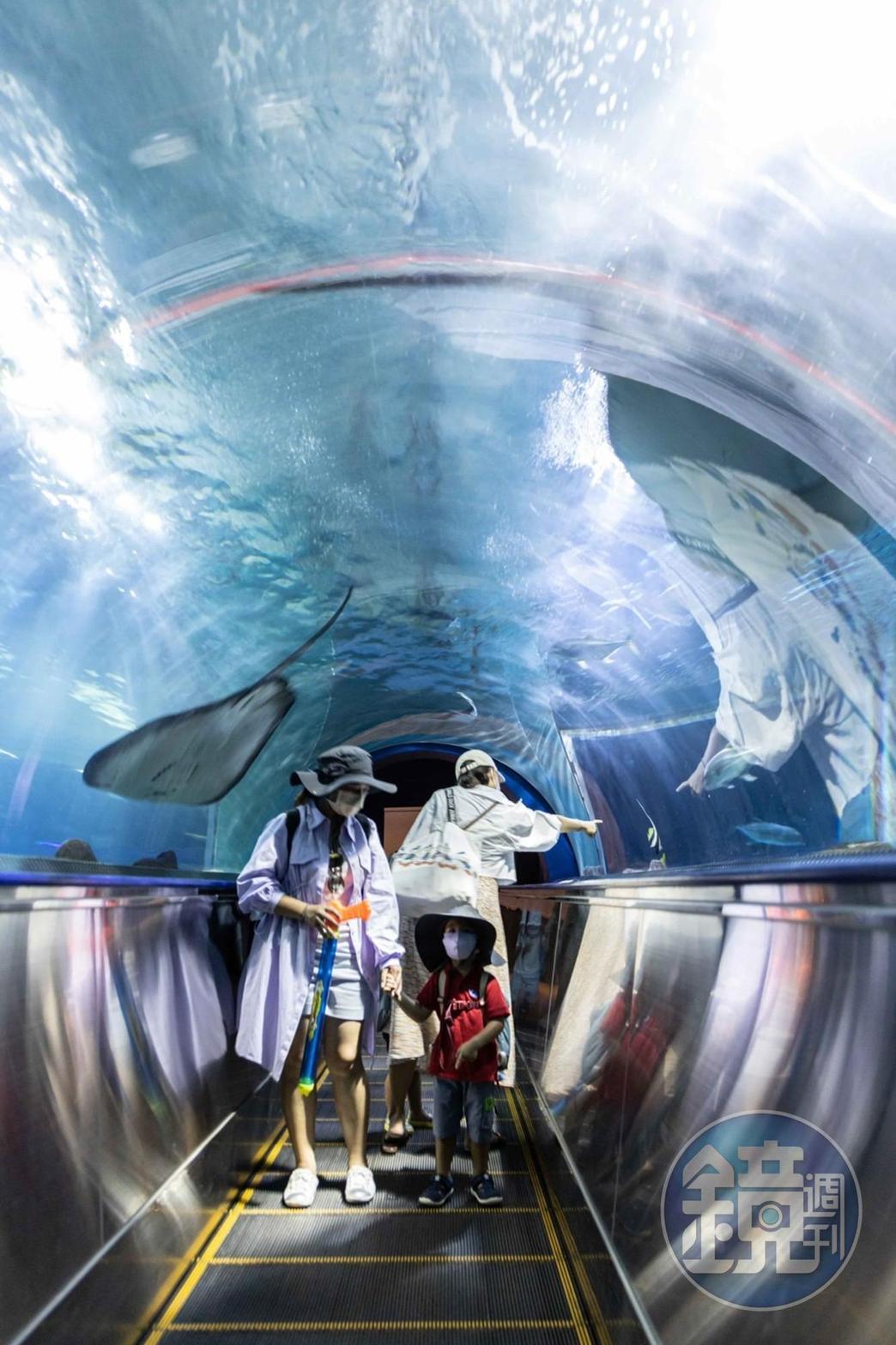 走進水族館內的「海底隧道」，可以體驗到被海洋包覆的感覺。