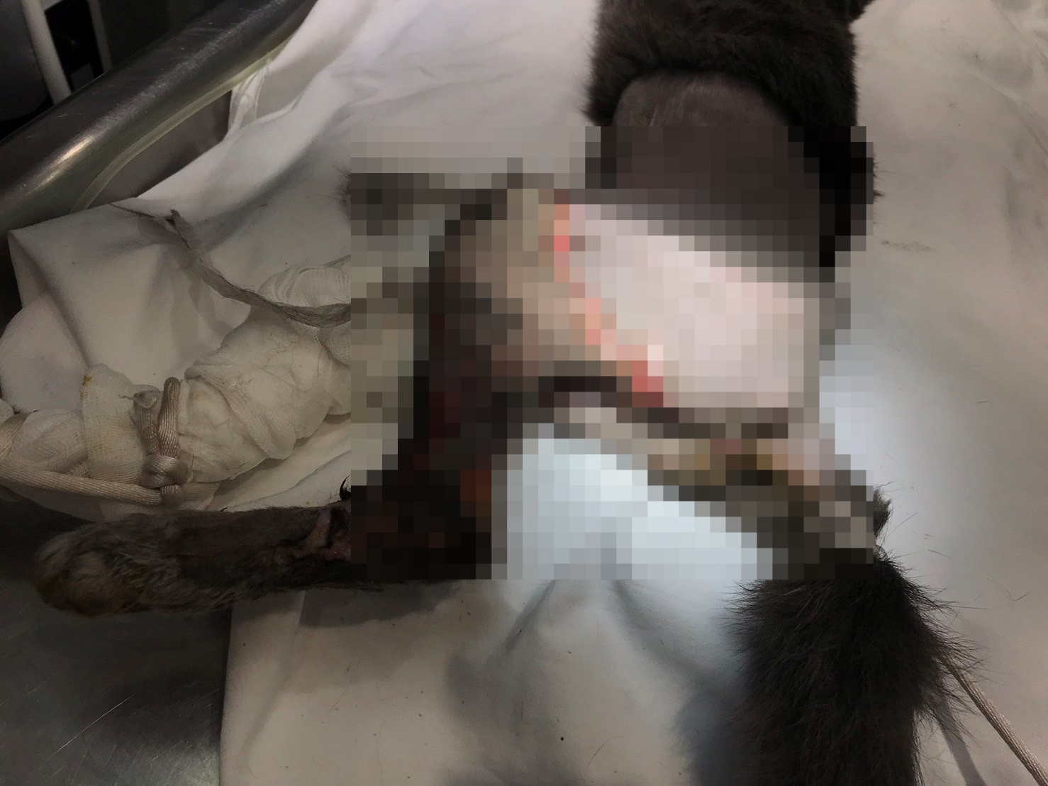 民眾爆料稱貓咪中途之家因照顧不週導致藍貓截肢。（讀者提供）