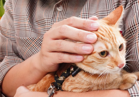 有網友發文抱怨，向愛媽領養貓咪卻被要求簽切結書，不過內容不合理，引發網友熱議。（示意圖，讀者提供）