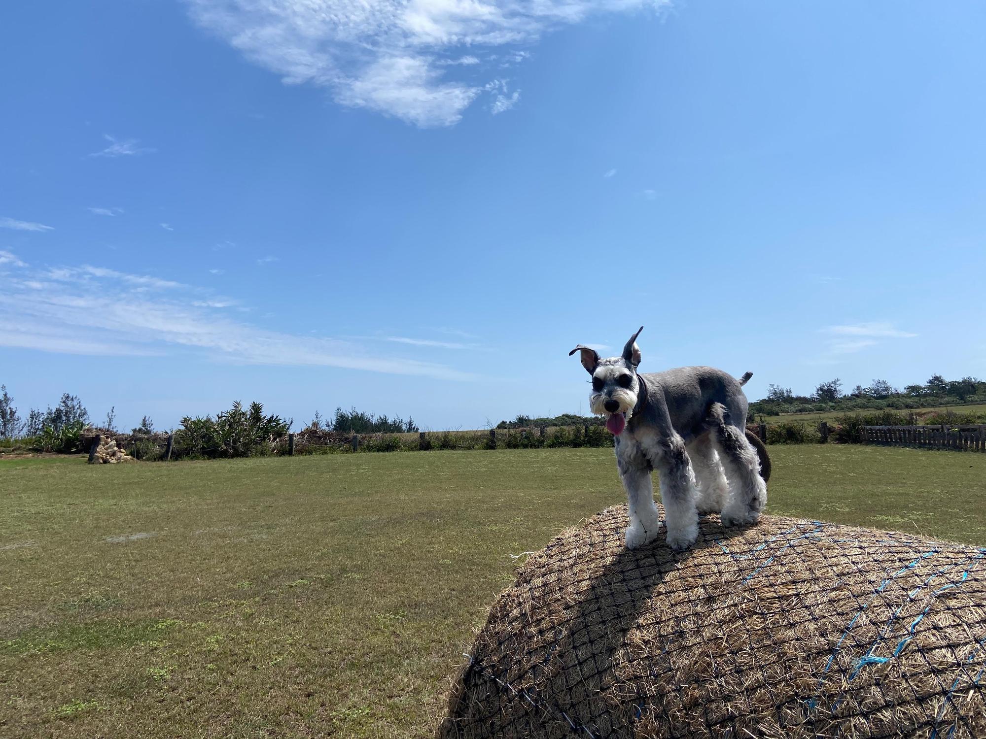 潘慧如欽點愛犬雪寶一起入鏡錄節目。(球狀星團提供) 圖說