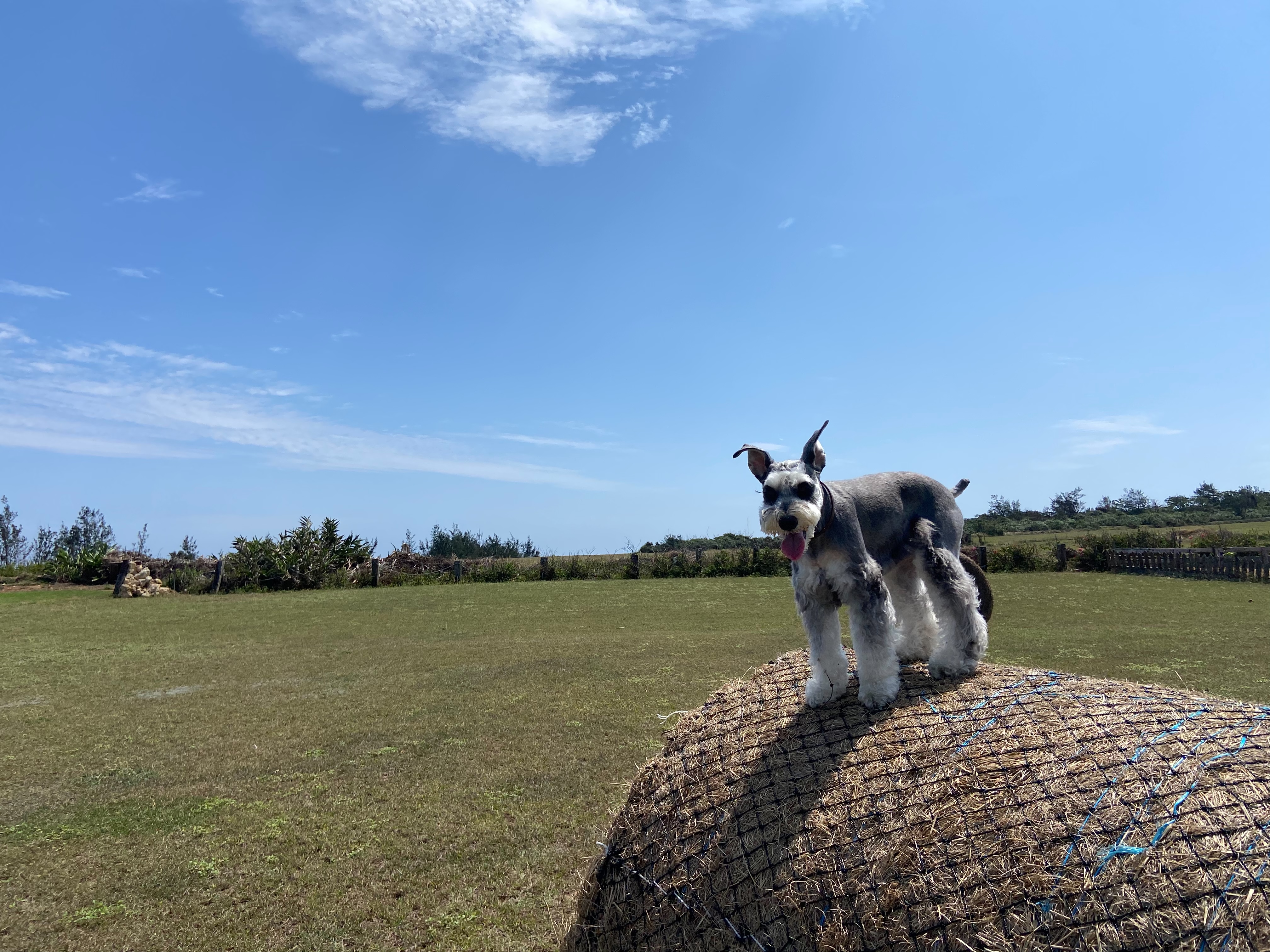 潘慧如欽點愛犬雪寶一起入鏡錄節目。(球狀星團提供) 圖說