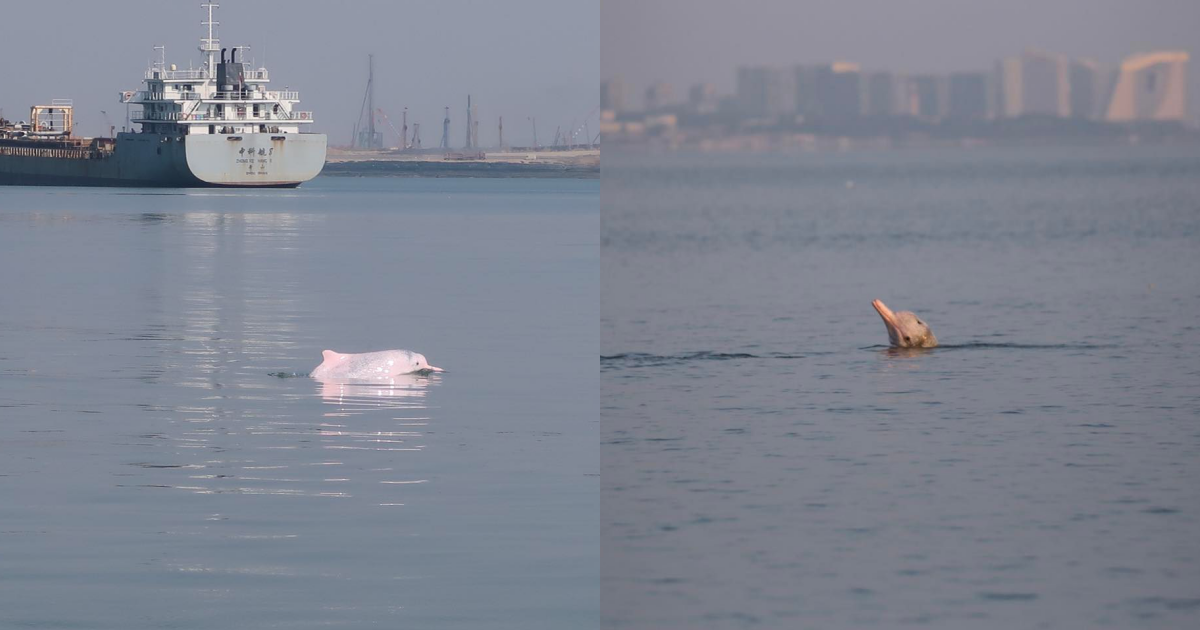 中華鯨豚協會自辦調查在金門海域的白海豚，出海第11次終於遇到了。（翻攝自中華鯨豚協會臉書）