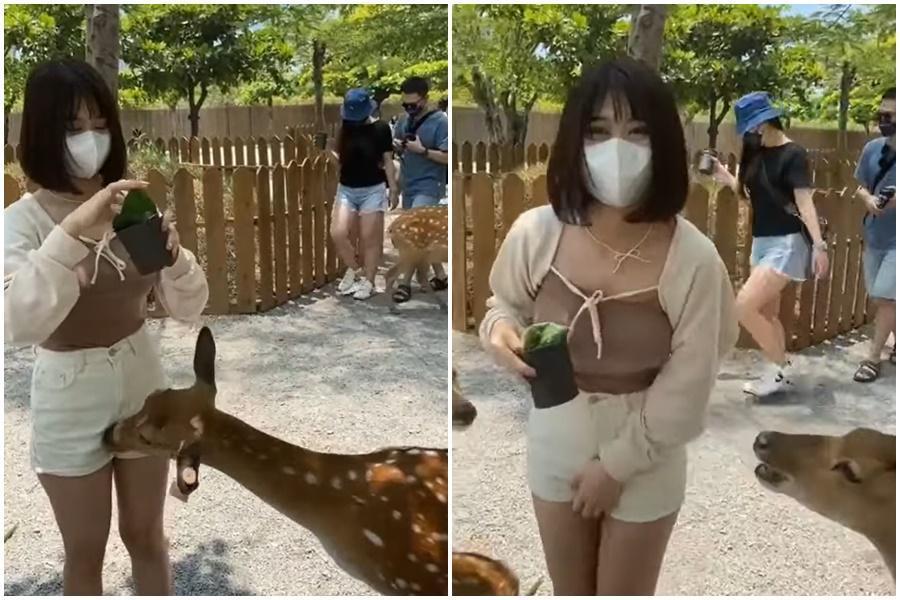 短髮妹正準備餵食，卻遭梅花鹿2度頂撞胯，畫面引起網友熱議。（翻攝自臉書爆廢公社公開版）