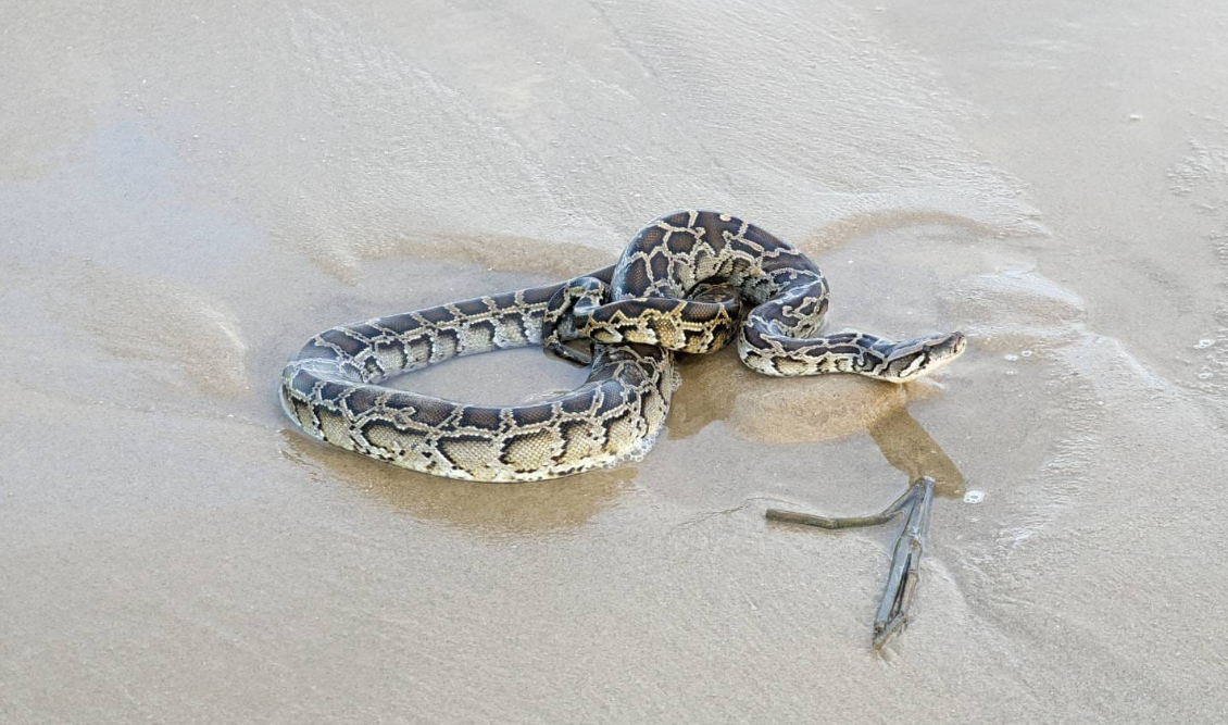 有網友在金門沙灘捕捉到大蟒蛇逃往台灣海峽，影片引起熱議。（翻攝野生蛇相）