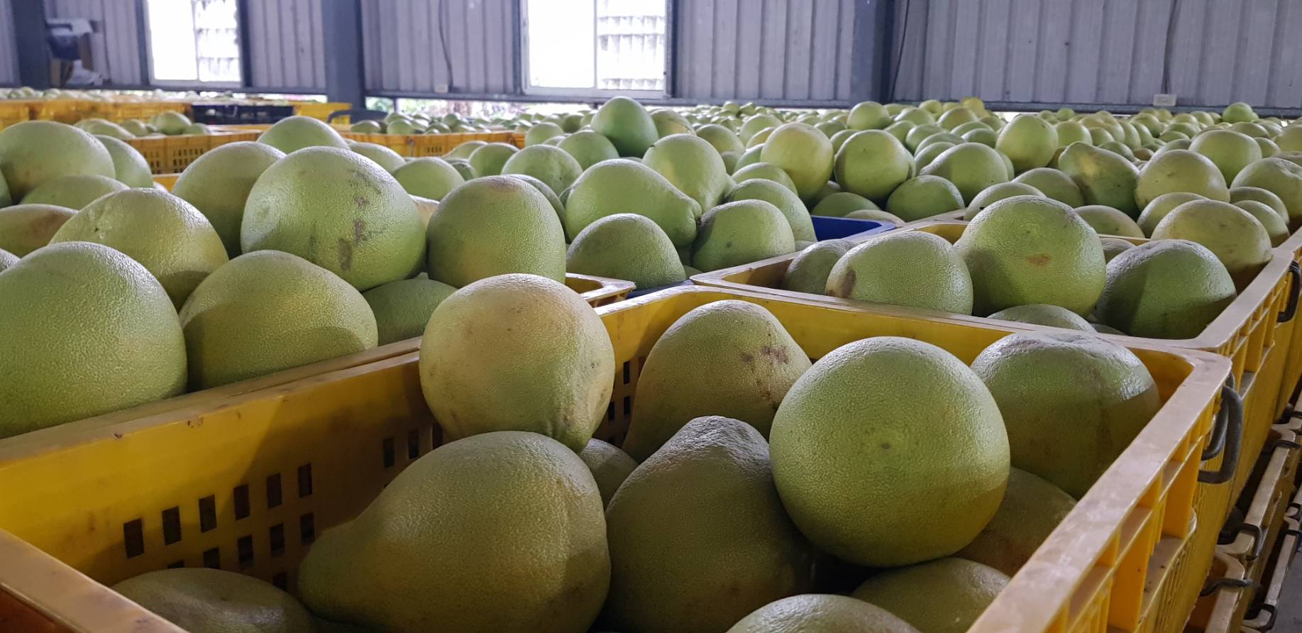 中國為報復裴洛西訪台，先後進了百家業者的食品，再禁文旦、柑橘、白帶魚等農漁產品輸入。（示意圖，本刊資料照）