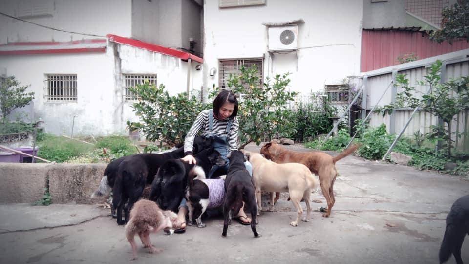 賴庭甄救援動物已16年，自己也認養了11隻狗和8隻貓。（賴庭甄提供）