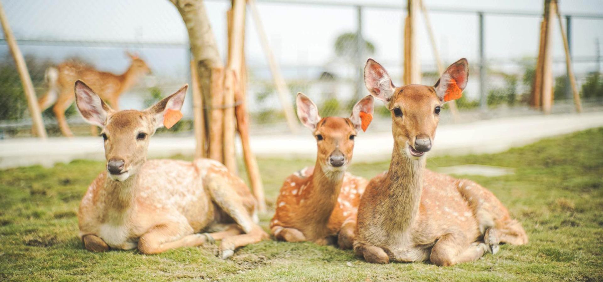 購買「星寶蔥體驗農場」的「動植物聯合套票」就能和可愛小動物近距離接觸。（農遊超市提供）