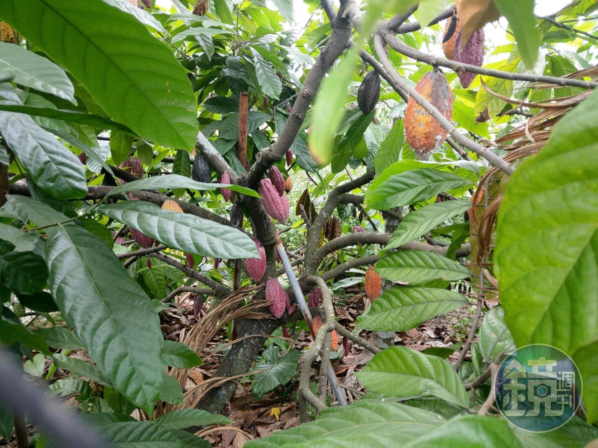 楊鈞儀會經常到台灣各地發掘小農好食材，屏東可可就是他的心頭好之一。（搖滾牛提供）