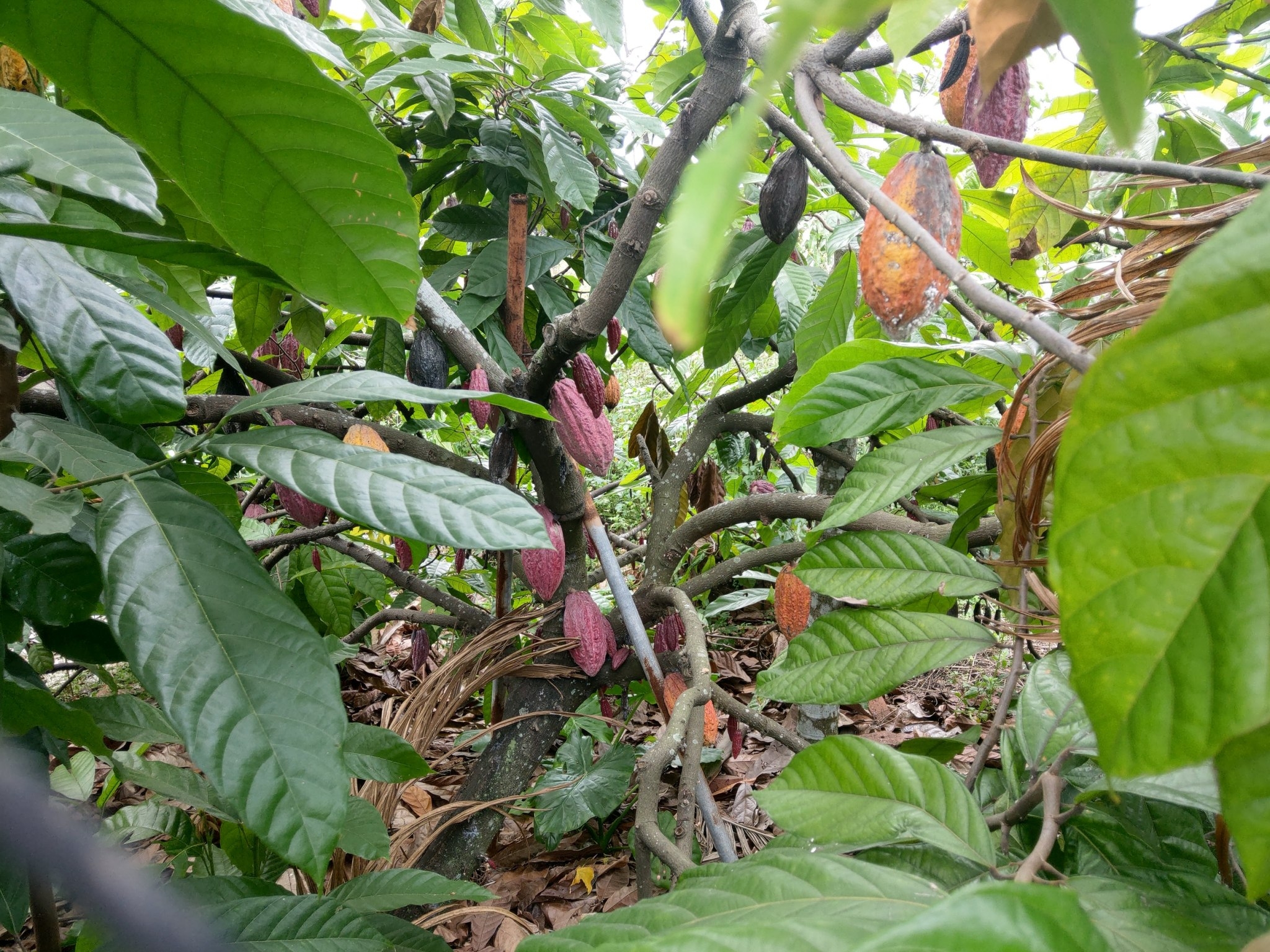 楊鈞儀會經常到台灣各地發掘小農好食材，屏東可可就是他的心頭好之一。（搖滾牛提供）