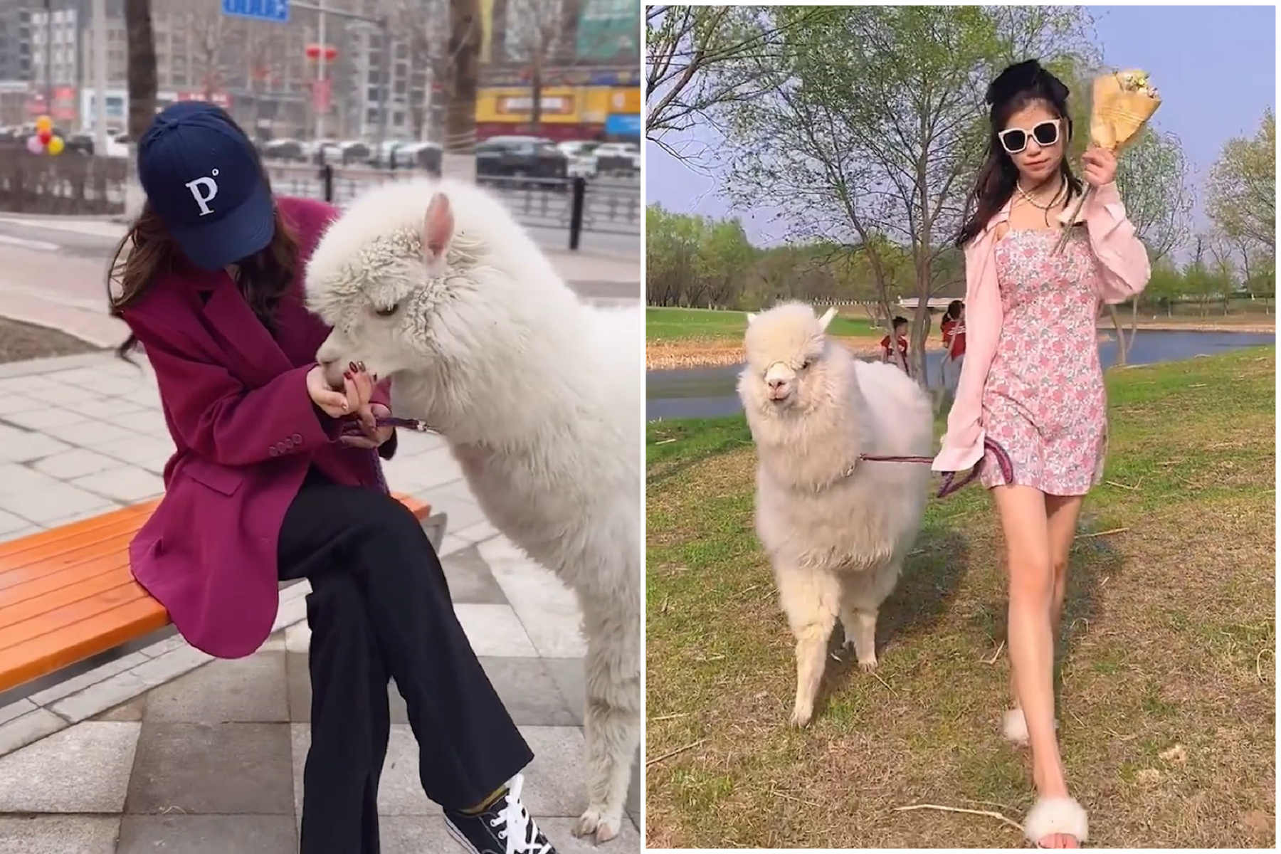 妹子愛炫白富美生活，悲劇了！寵物羊駝吃掉她的金手鍊「拉屎淘金」。（翻自微博）