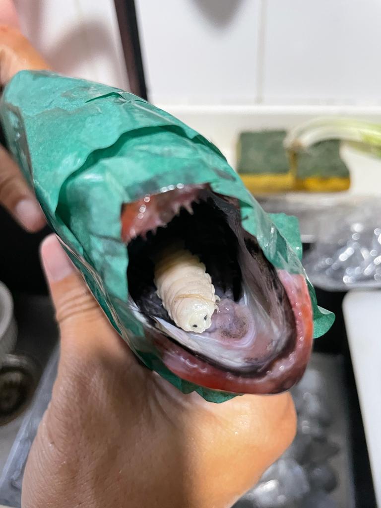 魚嘴裡藏有一隻肥美又巨大的寄生蟲,嚇壞不少網友。(翻攝自臉書社團香港壽司刺身關注組)