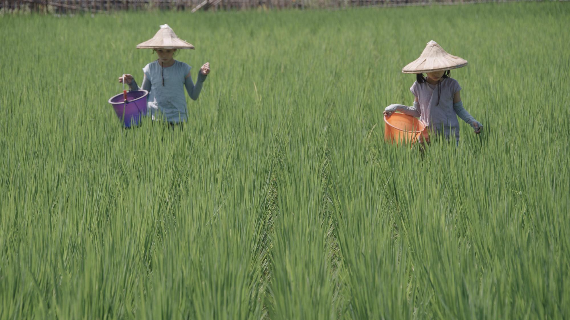  實境節目《叫我野孩子》安排素人兒童學習劈柴、種稻或捕魚，對拍攝團隊是一大挑戰。（大逆光影音提供）