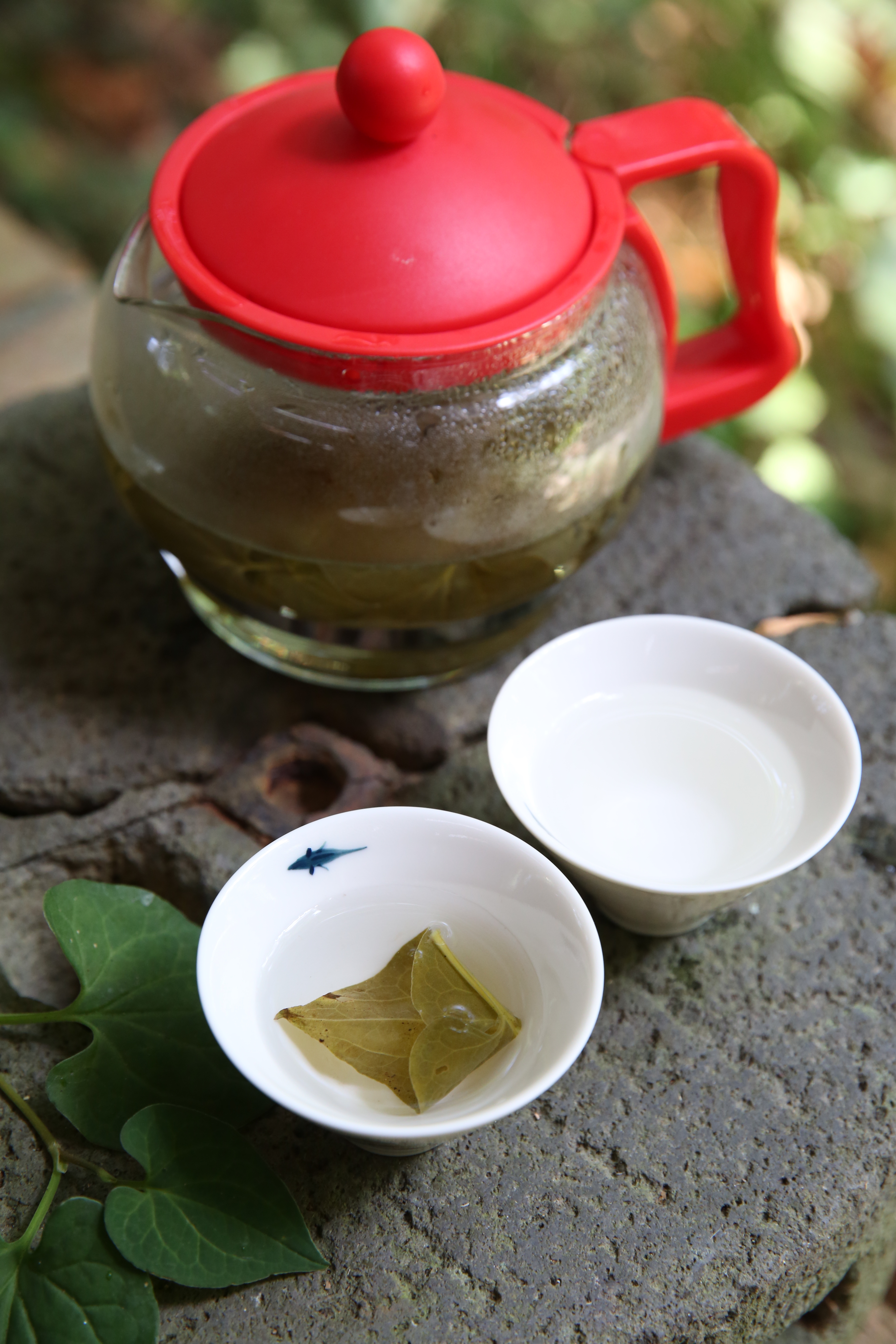 採集自然生長的魚腥草，泡入熱水中就能飲用。