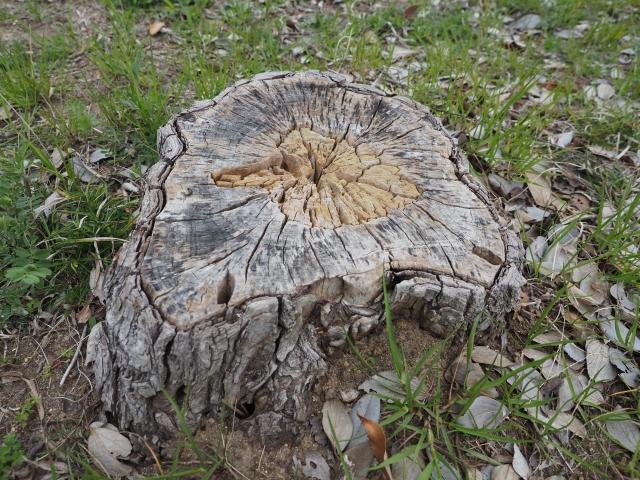 雲林斗六一處公園的大樹遭一對夫妻任意砍伐，理由只因為「不喜歡」。（示意圖，photoAC）