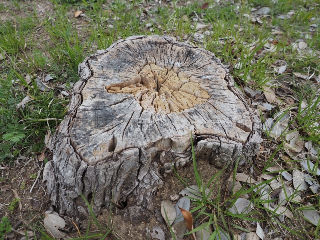 雲林斗六一處公園的大樹遭一對夫妻任意砍伐，理由只因為「不喜歡」。（示意圖，photoAC）