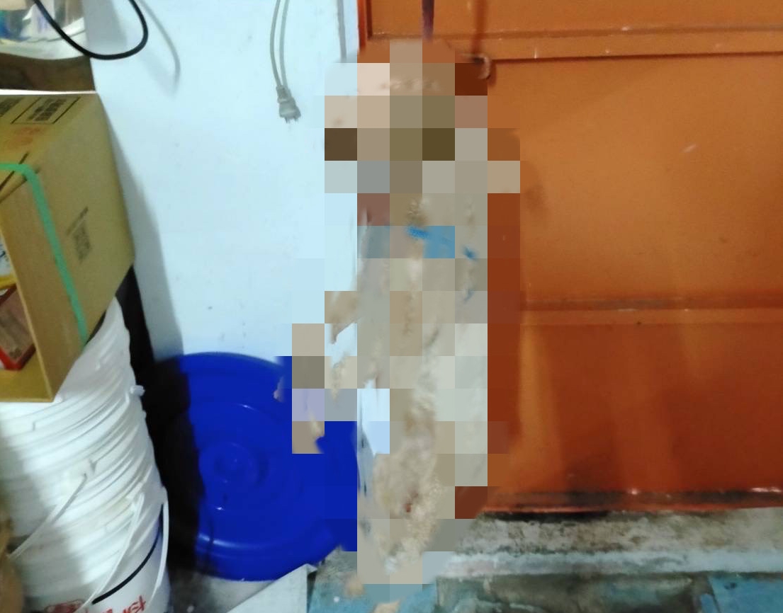 新北市一名男子不滿女友外出打麻將，竟將女友兒子養的狗狗活活吊死。（新北動保處提供）