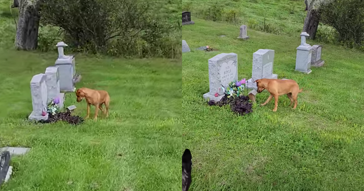 美國一隻米克斯犬每次到墓園總是第一個找到奶奶的墓碑。（翻攝自BVIRAL YouTube）