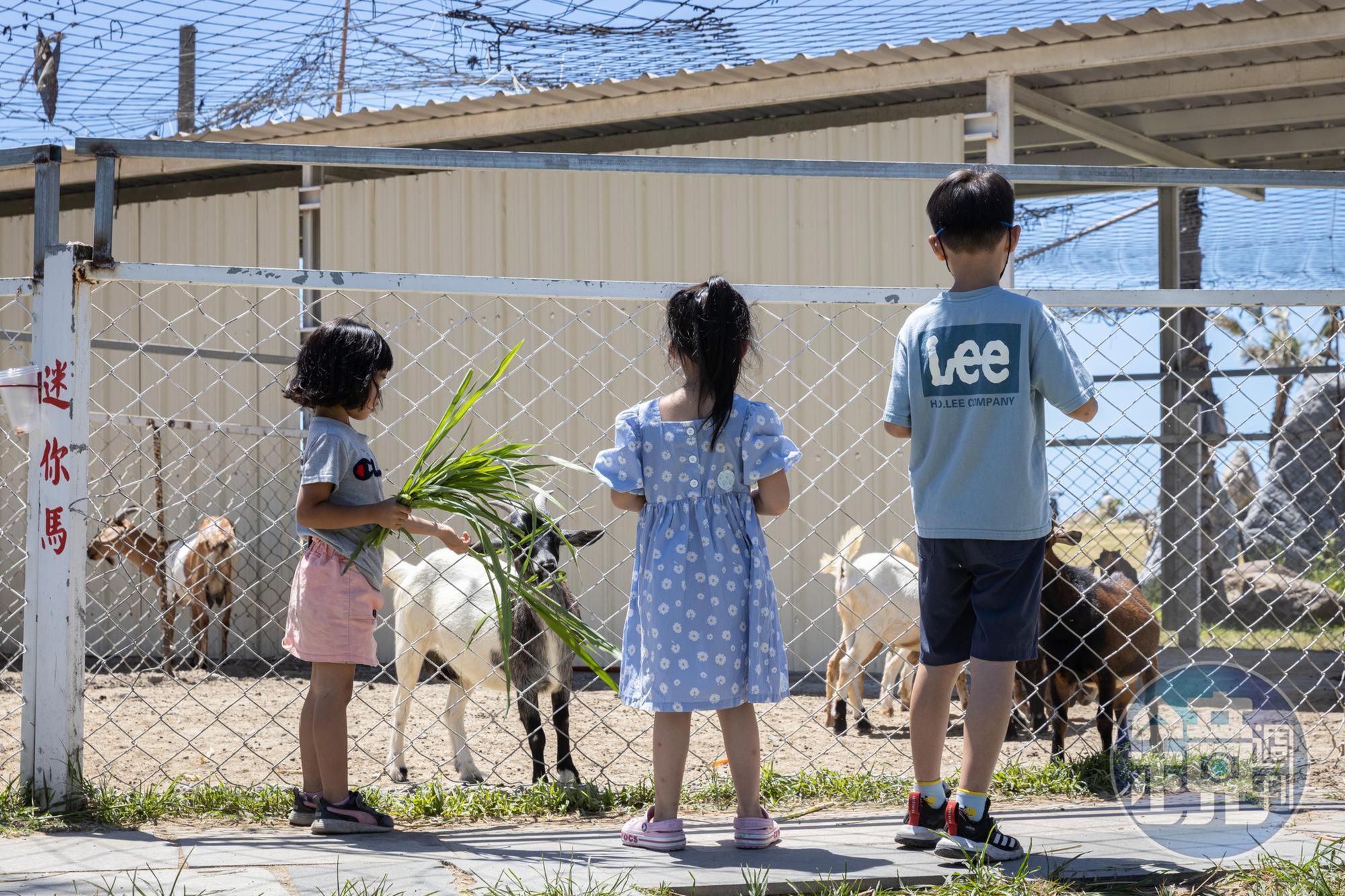 進入園區的孩子們不畏曝曬,看見小動物就興奮不已。