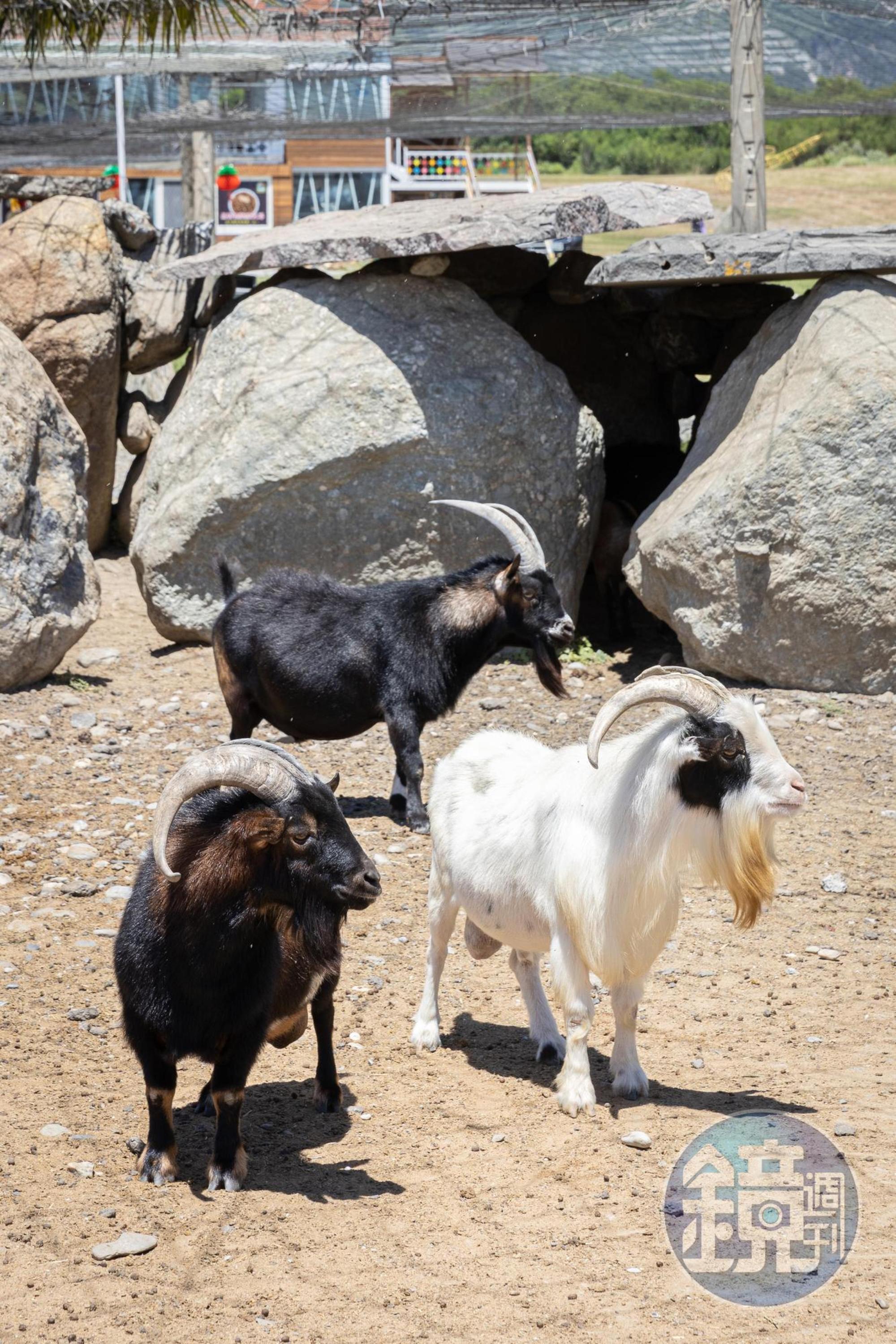 這裡能看見山羊、波爾山羊、羊駝、迷你馬等小動物。