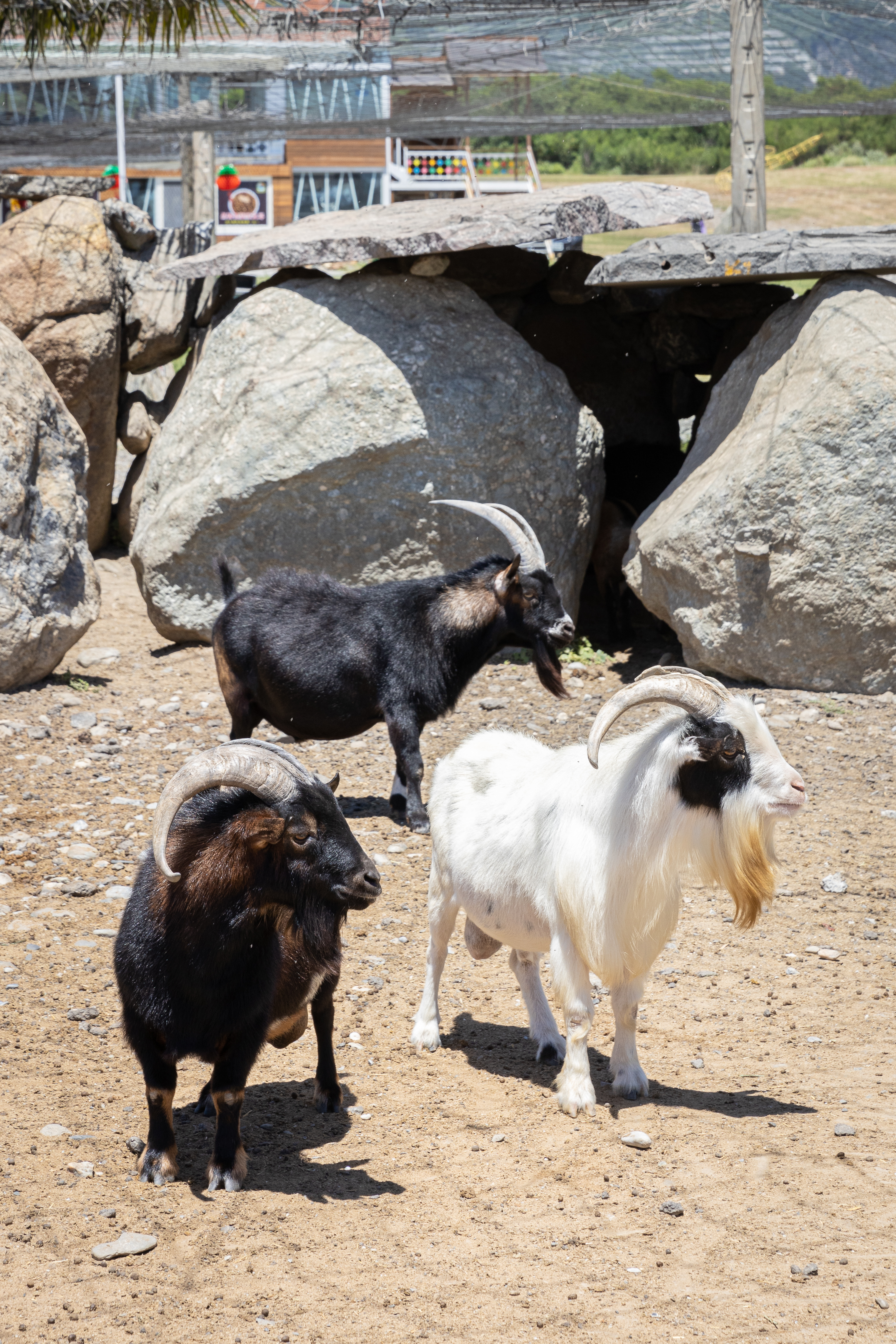 這裡能看見山羊、波爾山羊、羊駝、迷你馬等小動物。