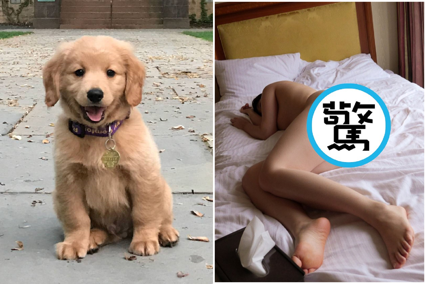 女裸睡醒來驚覺「人與狗的連結」,下體被卡死!求助醫生對話引熱議。(示意圖,非當事人與狗)