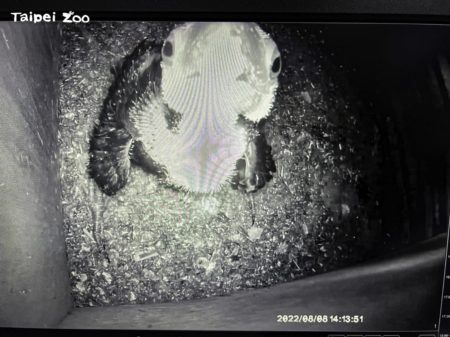 大巨嘴鳥寶寶在今年7月1日出生，是園內首隻成功孵化的大巨嘴鳥雛鳥。（翻攝自台北市立動物園官網）