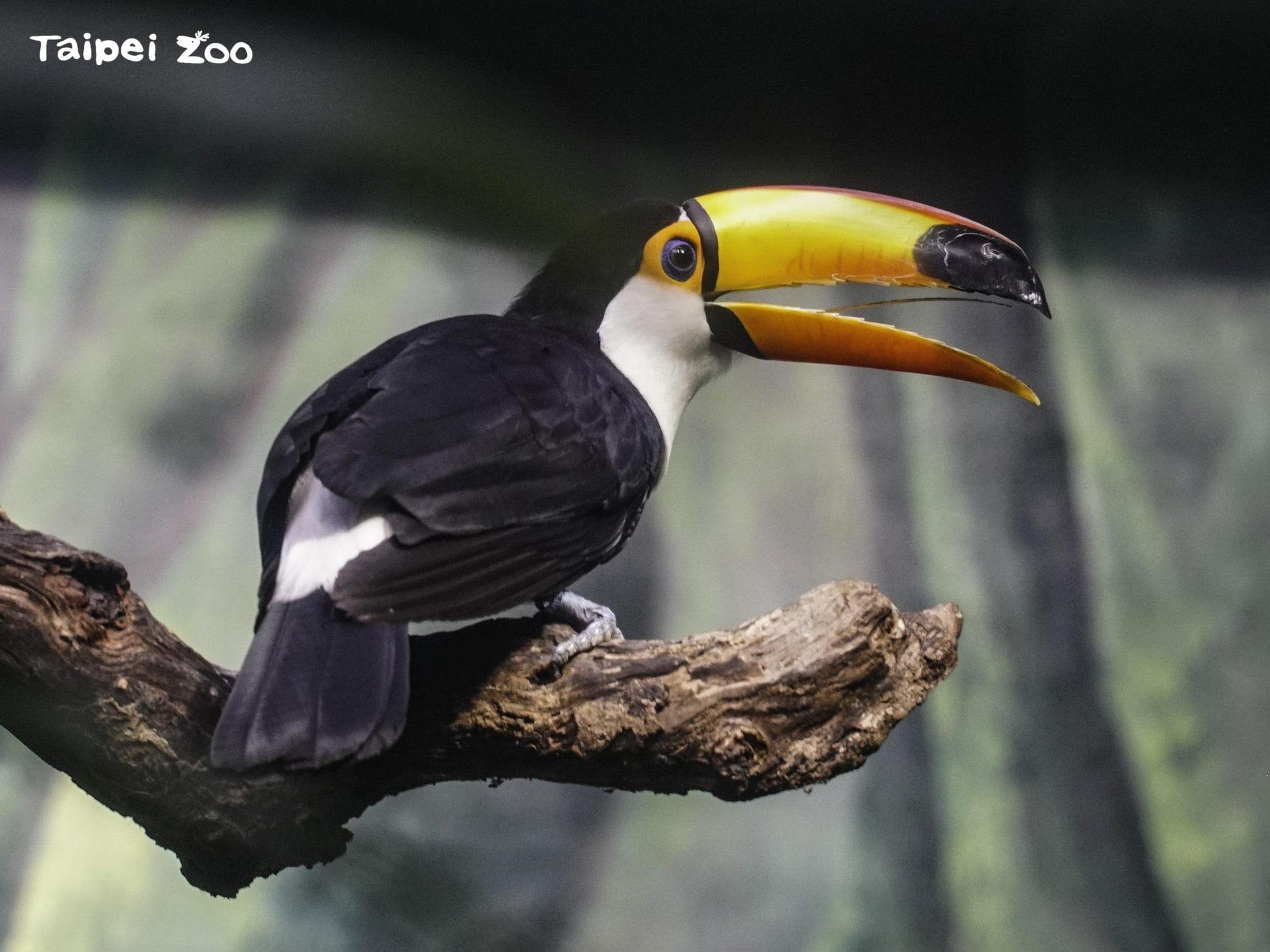 公鳥貝貝(圖)與雌鳥歪歪成功孵化雛鳥。(翻攝自台北市立動物園官網)
