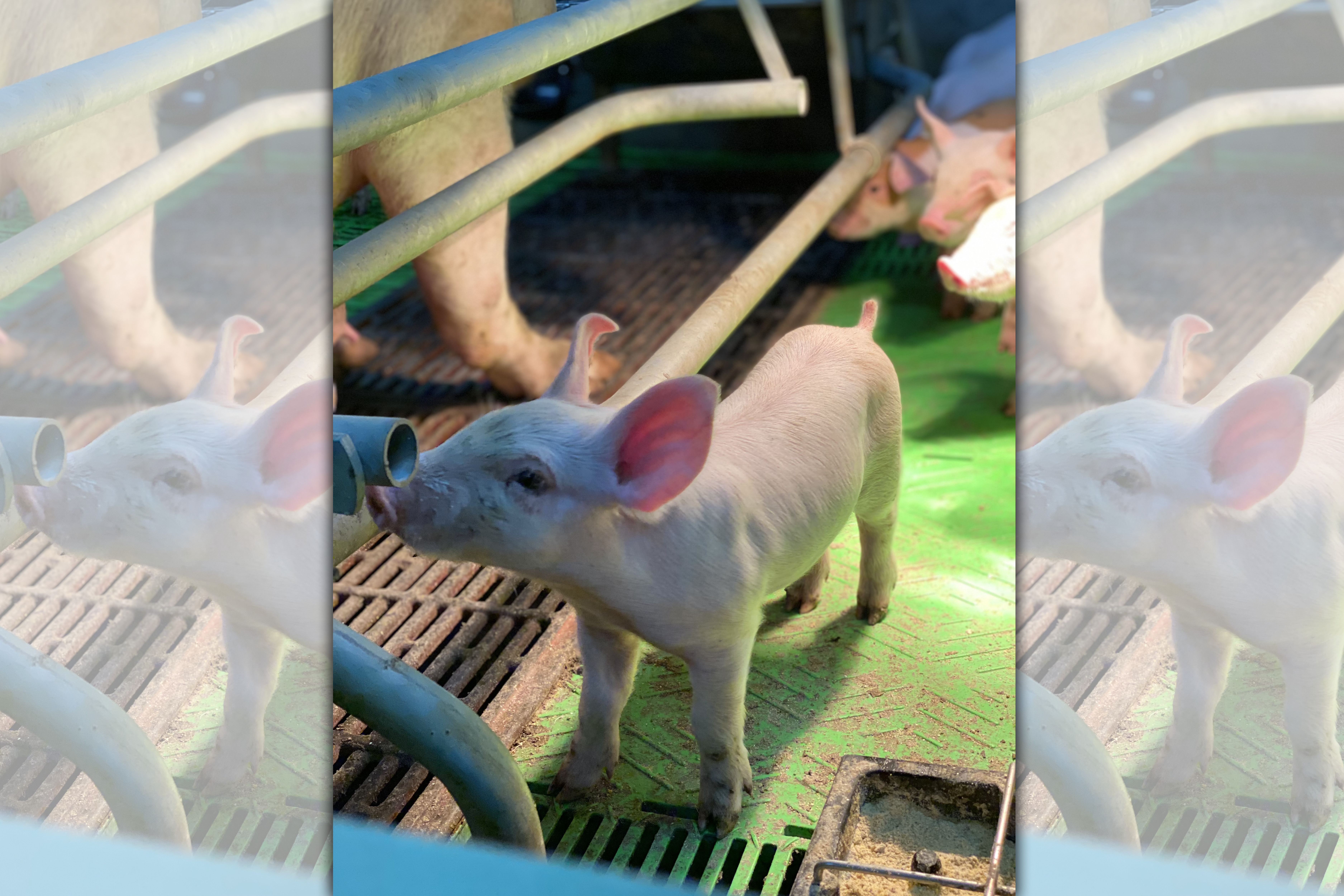 三久分娩室內尚未離乳的小豬,粉紅淘氣模樣超級可愛。