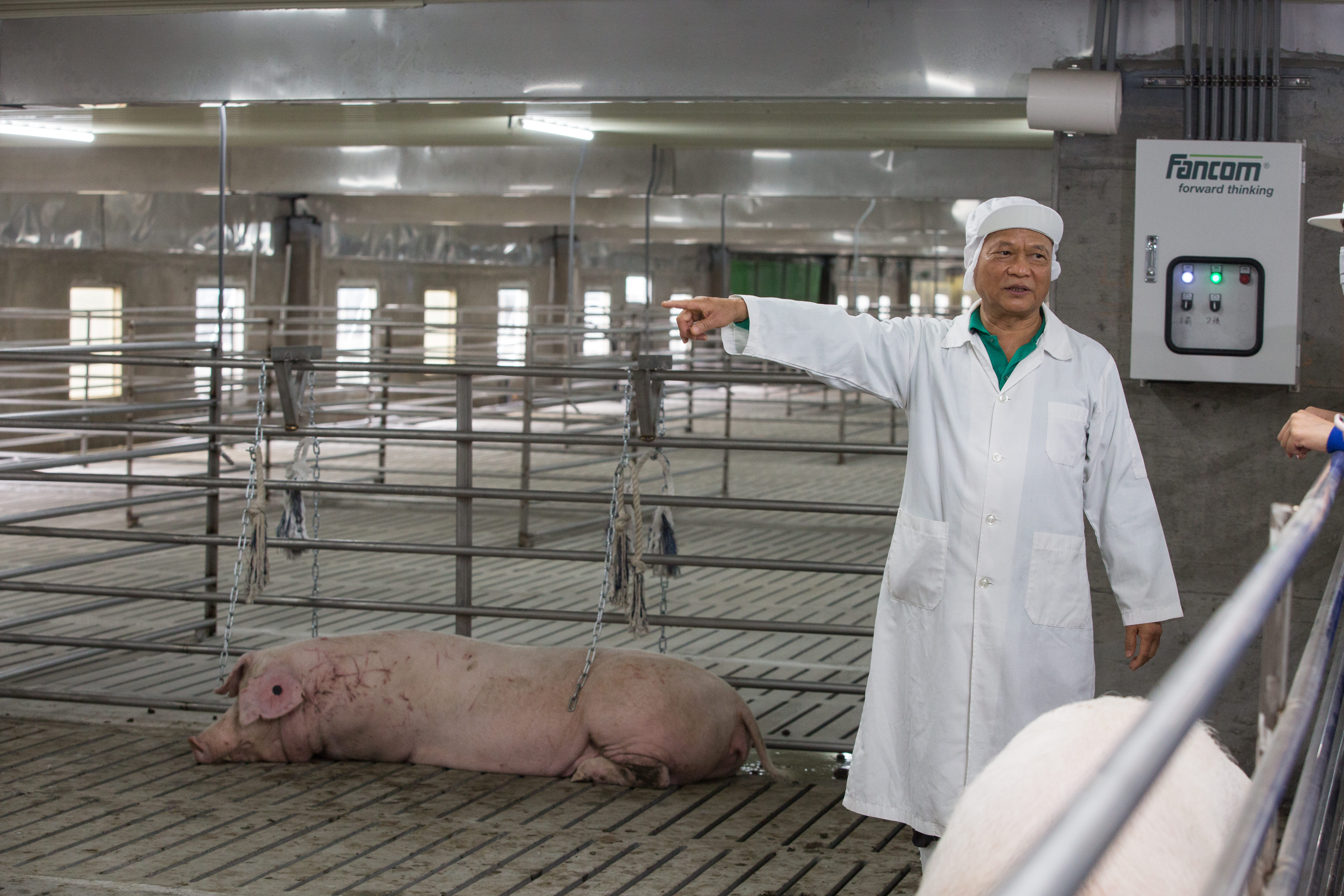 洪崇拼從歐洲引進自動餵食機，搭配晶片紀錄數據管理，可以掌握每一隻豬的進食生長狀態。