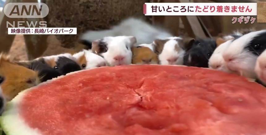 近日天氣炎熱，長崎生物公園園方餵天竺鼠們吃西瓜。（翻攝ANN新聞）