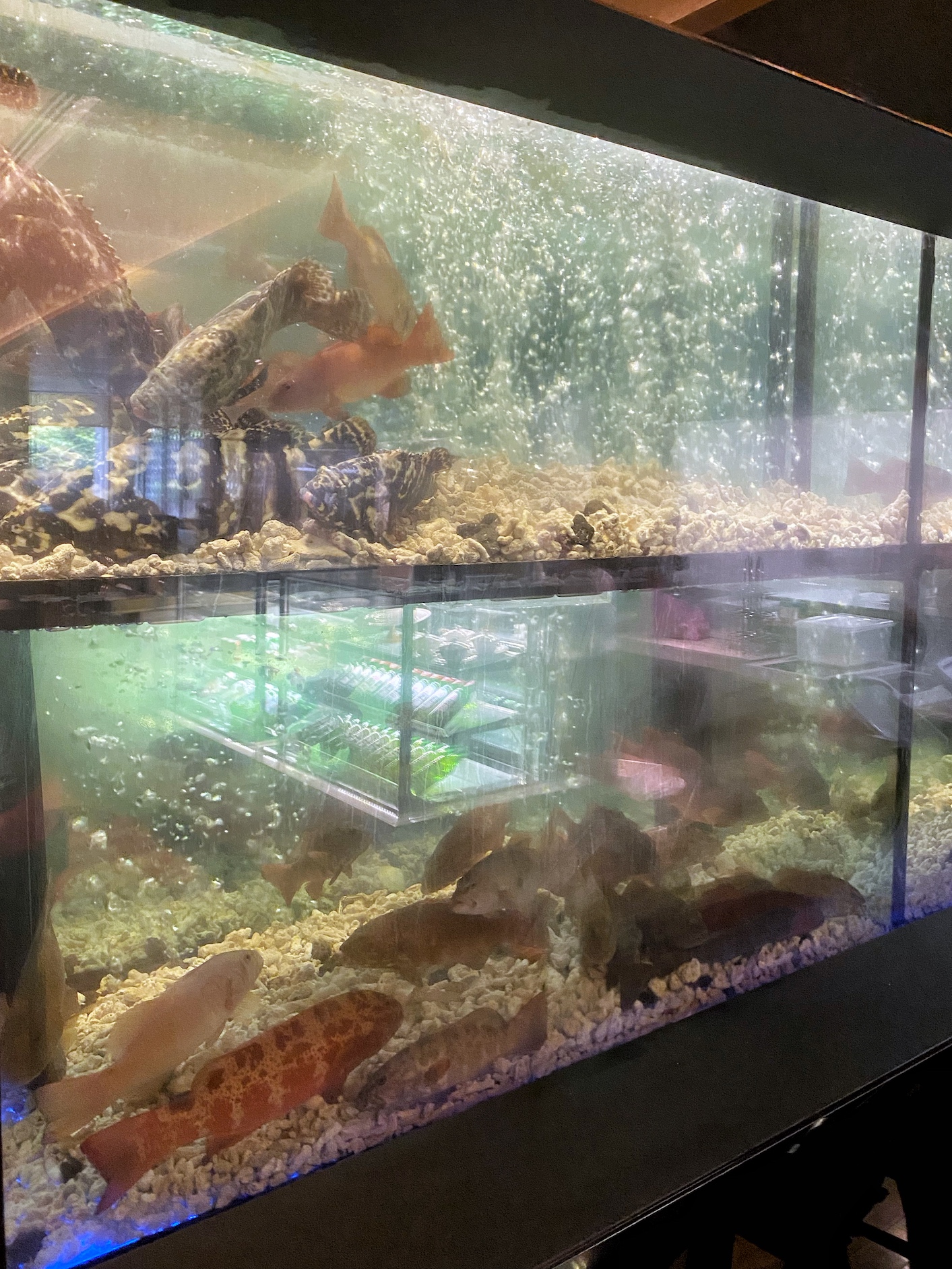 店內有大面的水族箱，養滿了活魚時鮮。