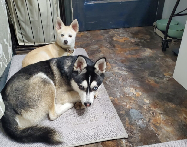 傑克（Jack）和蘋果（Apple）闖禍，將主人中獎的彩券咬爛。（翻攝自推特@wpdeabc15）