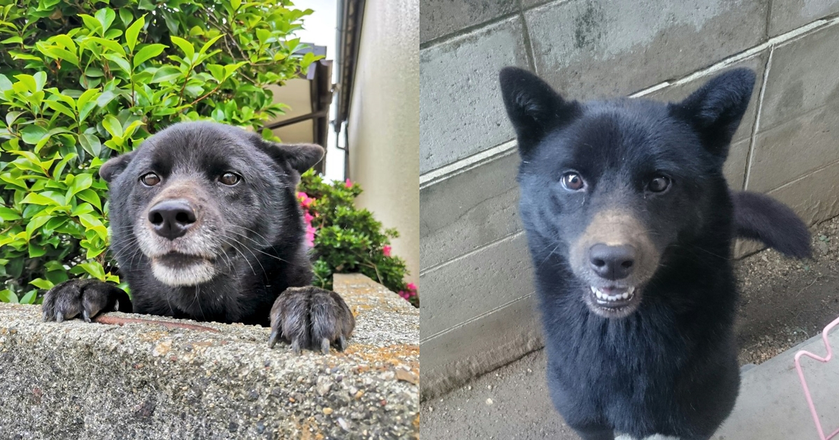 Nao長得太像熊屢屢被懷疑。（翻攝自推特@naosyan09）