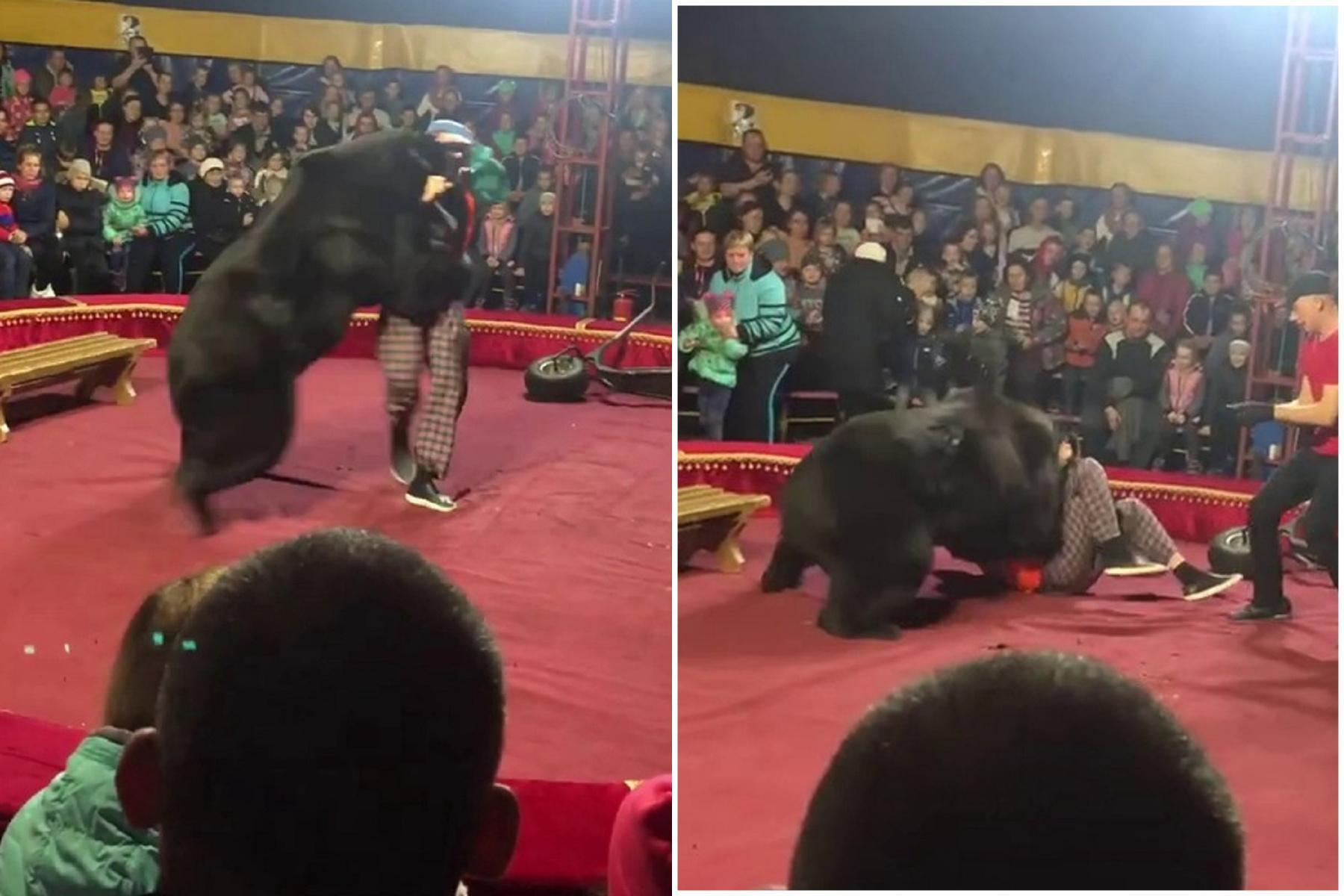 工讀生真的崩潰!黑熊不滿「慣老闆」攻擊狠咬馴獸師,驚悚影片曝光。(翻自《太陽報》)