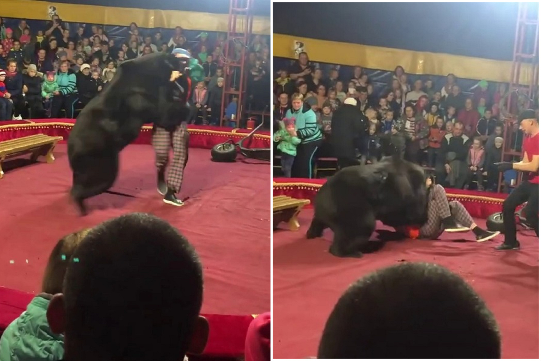 工讀生真的崩潰！黑熊不滿「慣老闆」攻擊狠咬馴獸師，驚悚影片曝光。（翻自《太陽報》）