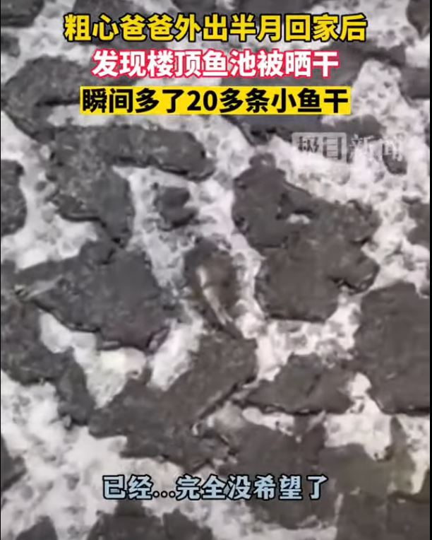面對滿池魚乾，屋主女兒表示「已經…完全沒希望了」。（翻攝《極目新聞》）