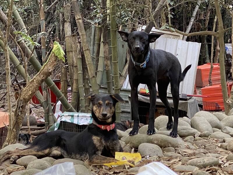 為了幫兒子續命改運，陳翁抓不到老虎，改偷黑狗。（讀者提供）