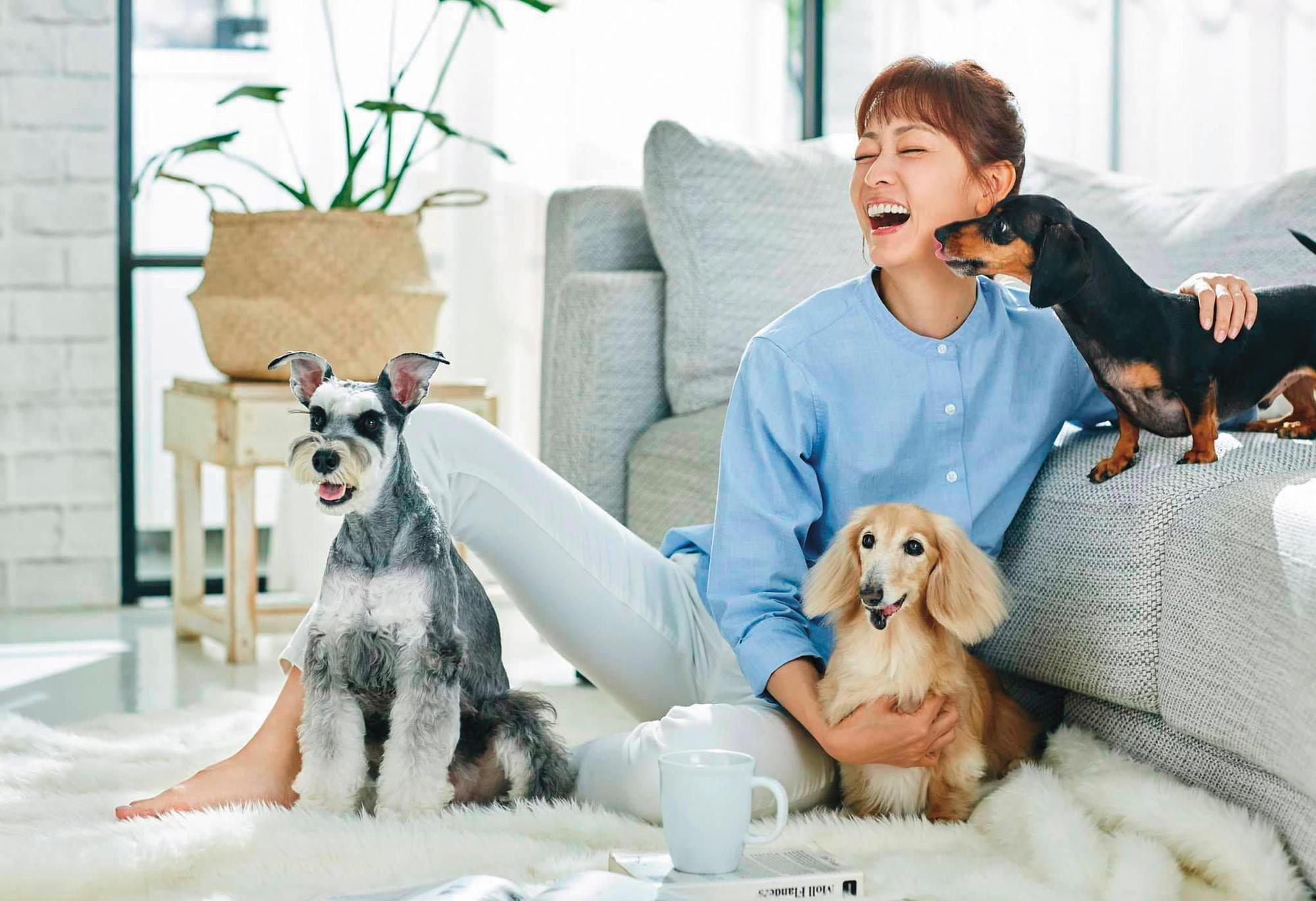 潘慧如曾帶家中三毛孩拍攝寵物用品廣告，無奈圖中的長毛臘腸樂樂已於上月過世。（翻攝自潘慧如臉書）