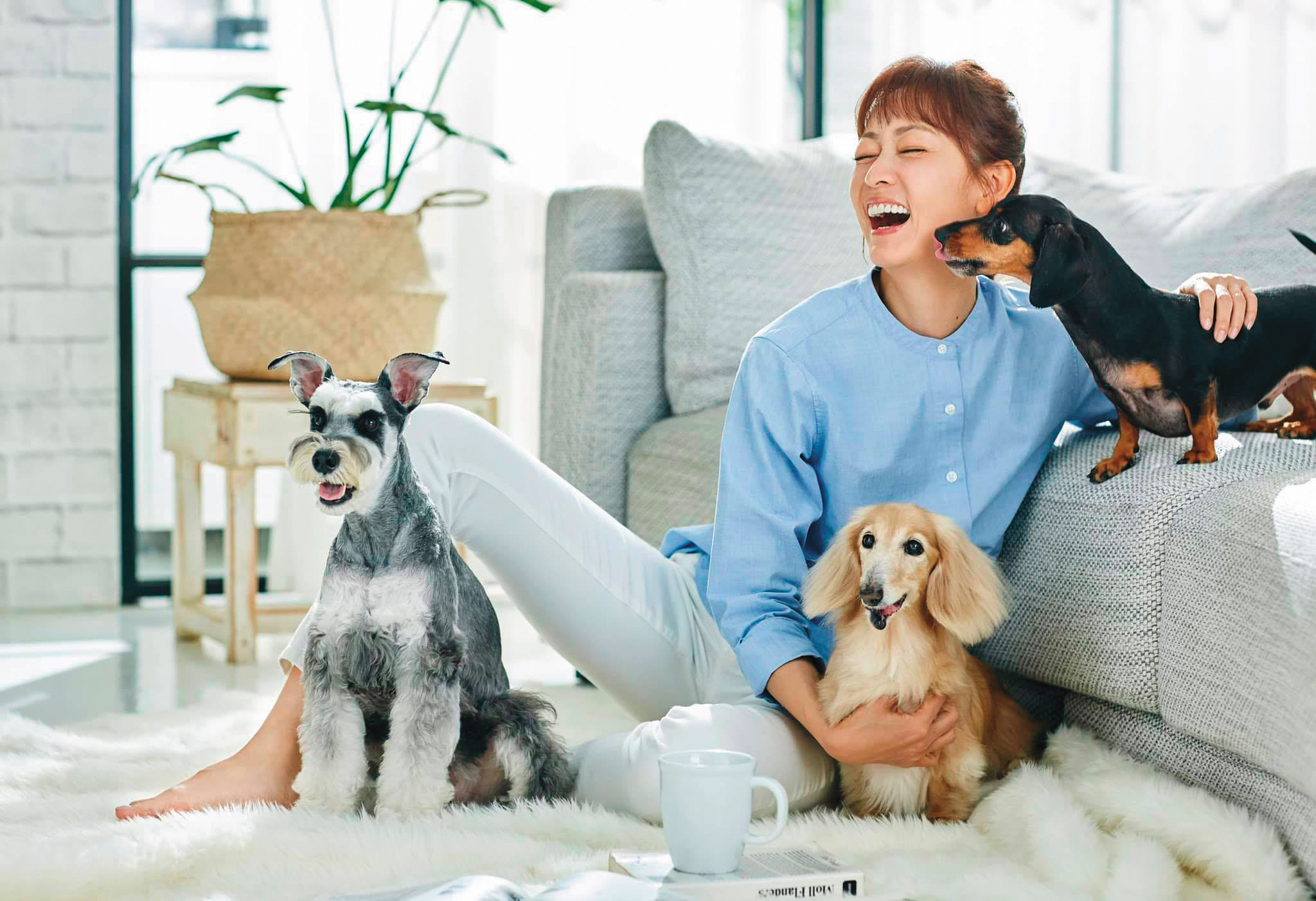 潘慧如曾帶家中三毛孩拍攝寵物用品廣告,無奈圖中的長毛臘腸樂樂已於上月過世。(翻攝自潘慧如臉書)